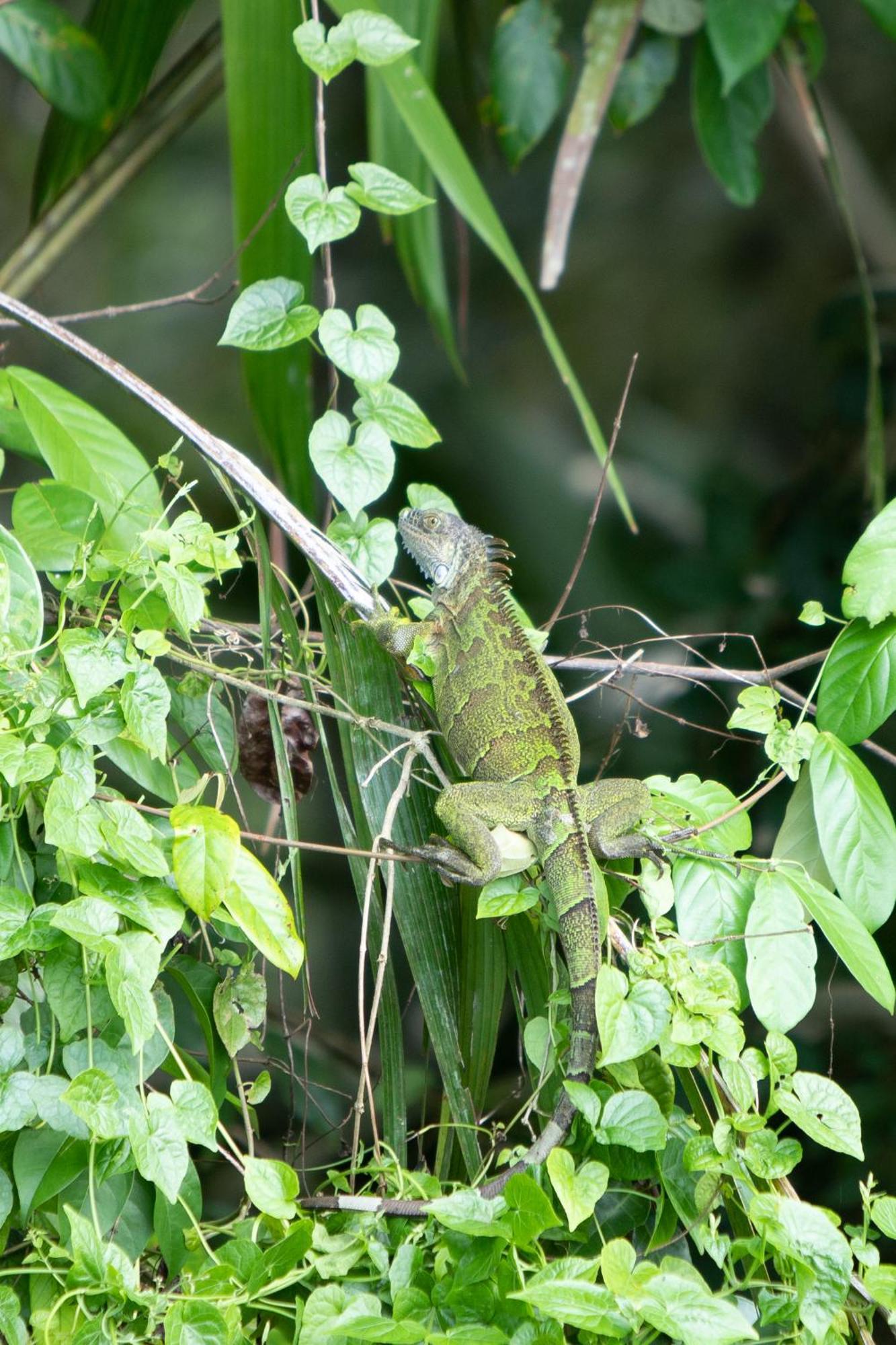Pachira Lodge Tortuguero Εξωτερικό φωτογραφία