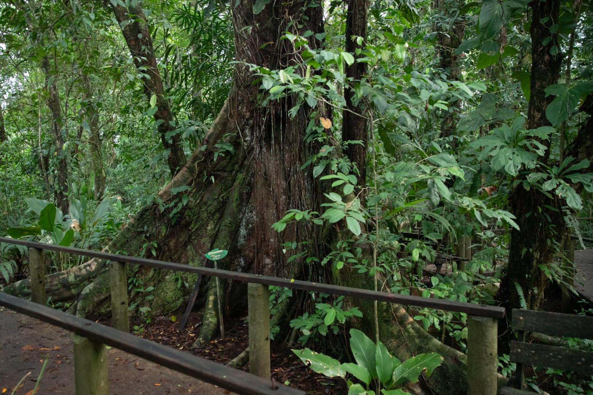 Pachira Lodge Tortuguero Εξωτερικό φωτογραφία