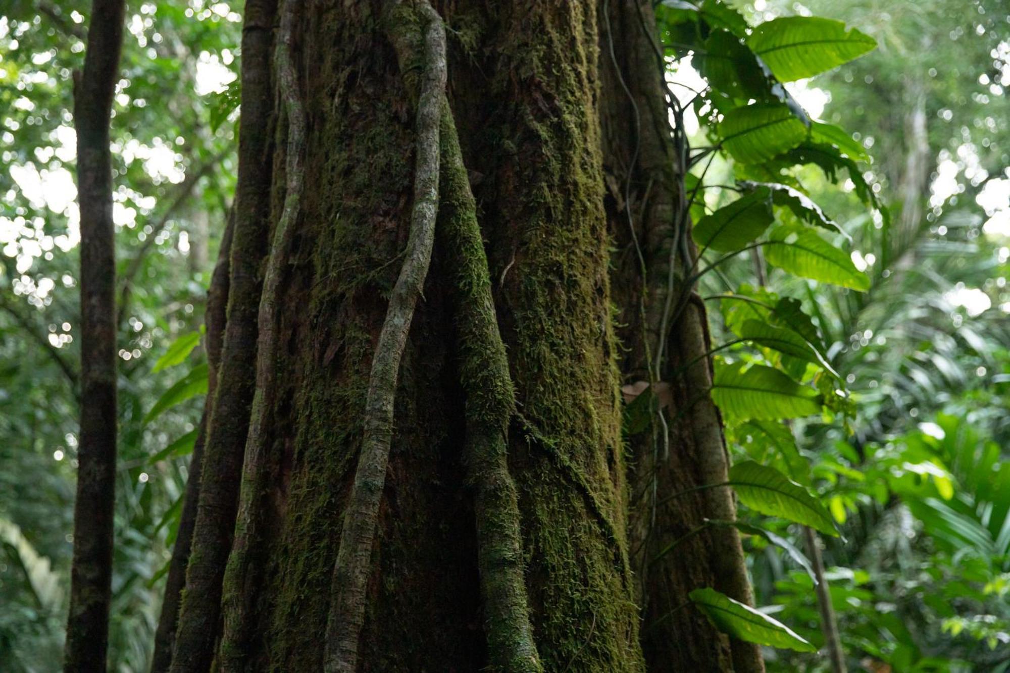 Pachira Lodge Tortuguero Εξωτερικό φωτογραφία