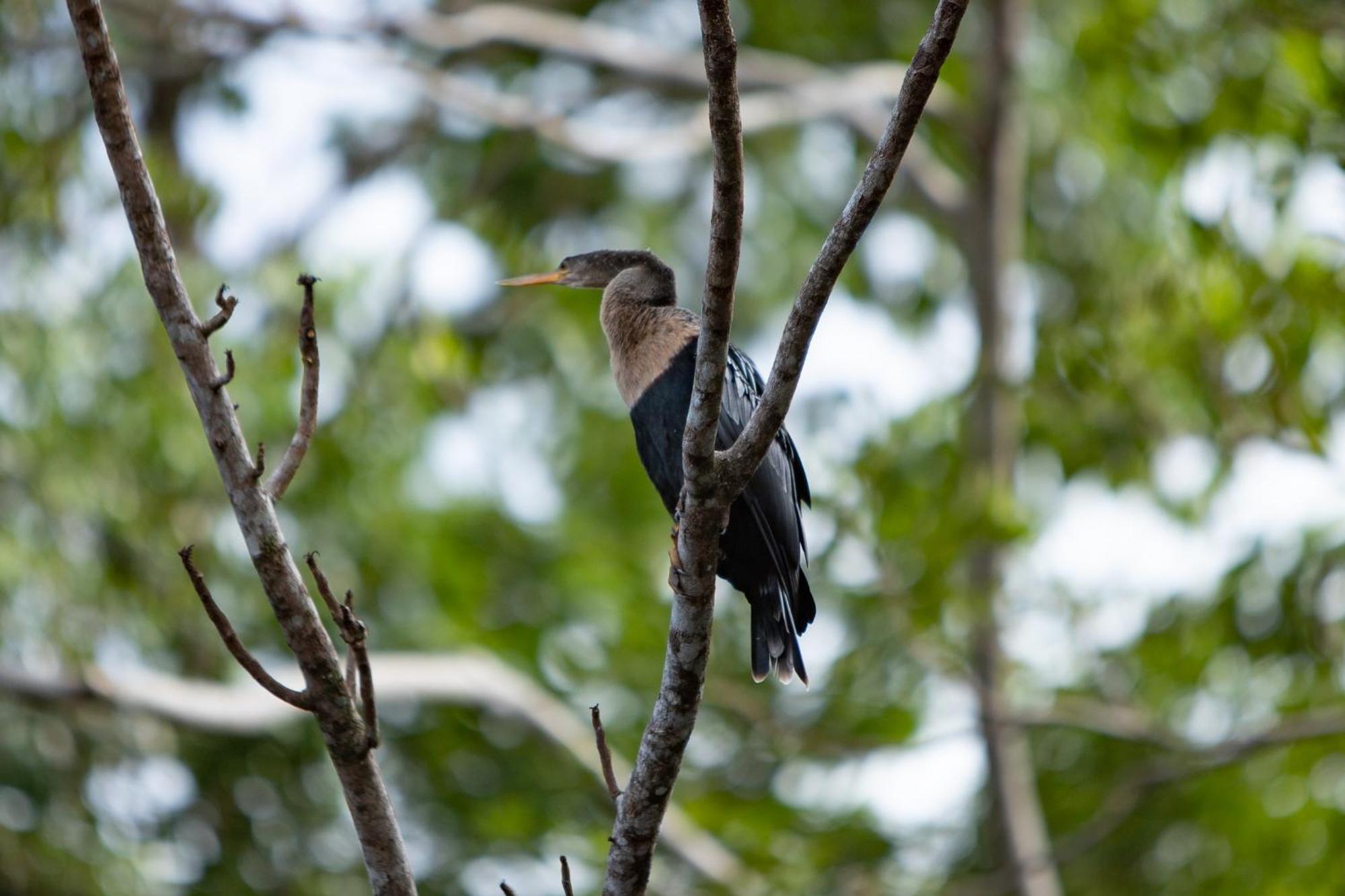 Pachira Lodge Tortuguero Εξωτερικό φωτογραφία